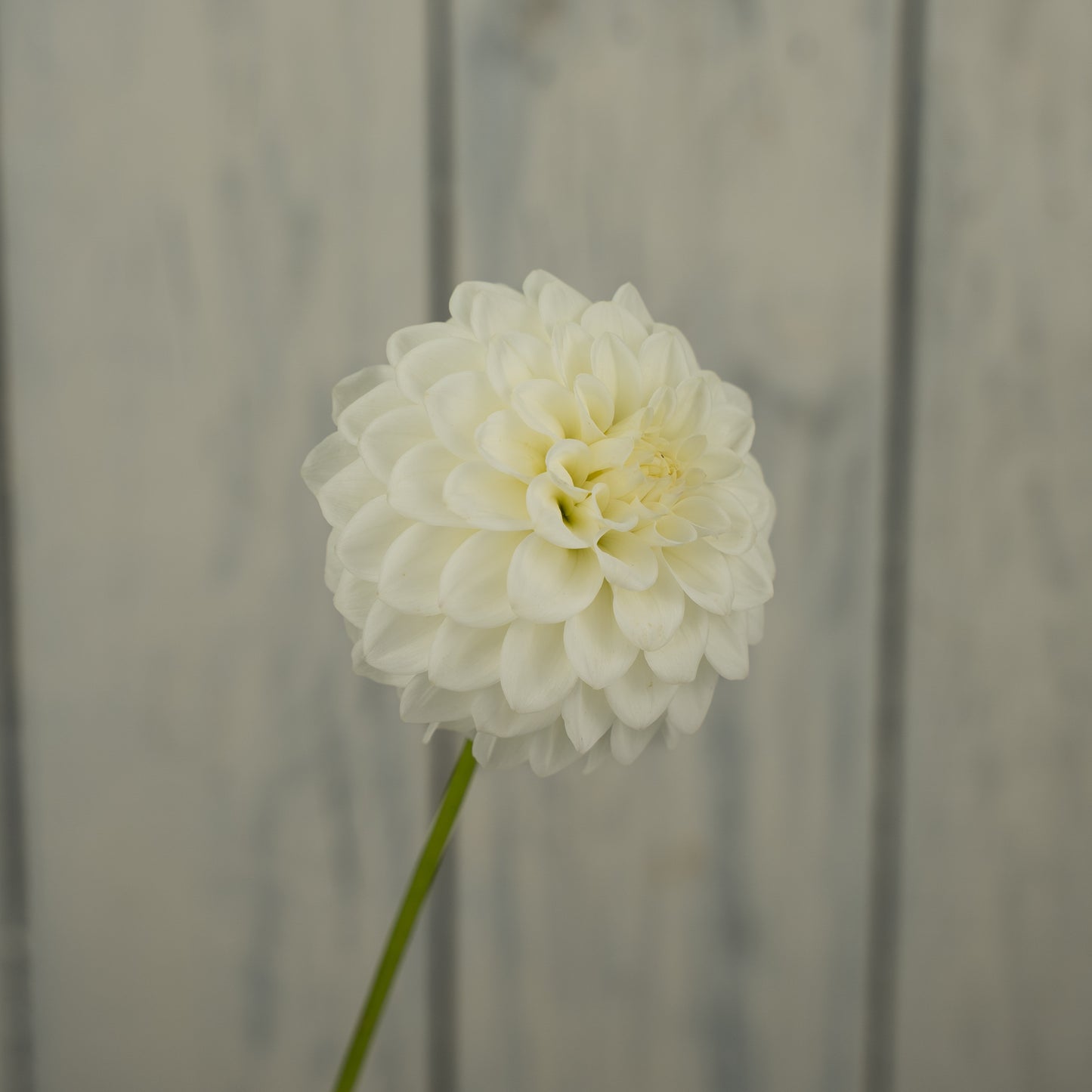 Skipley Swan Song Dahlia Tuber- Coming 2027