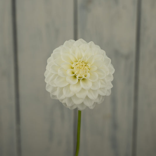 Skipley Swan Song Dahlia Tuber- Coming 2027