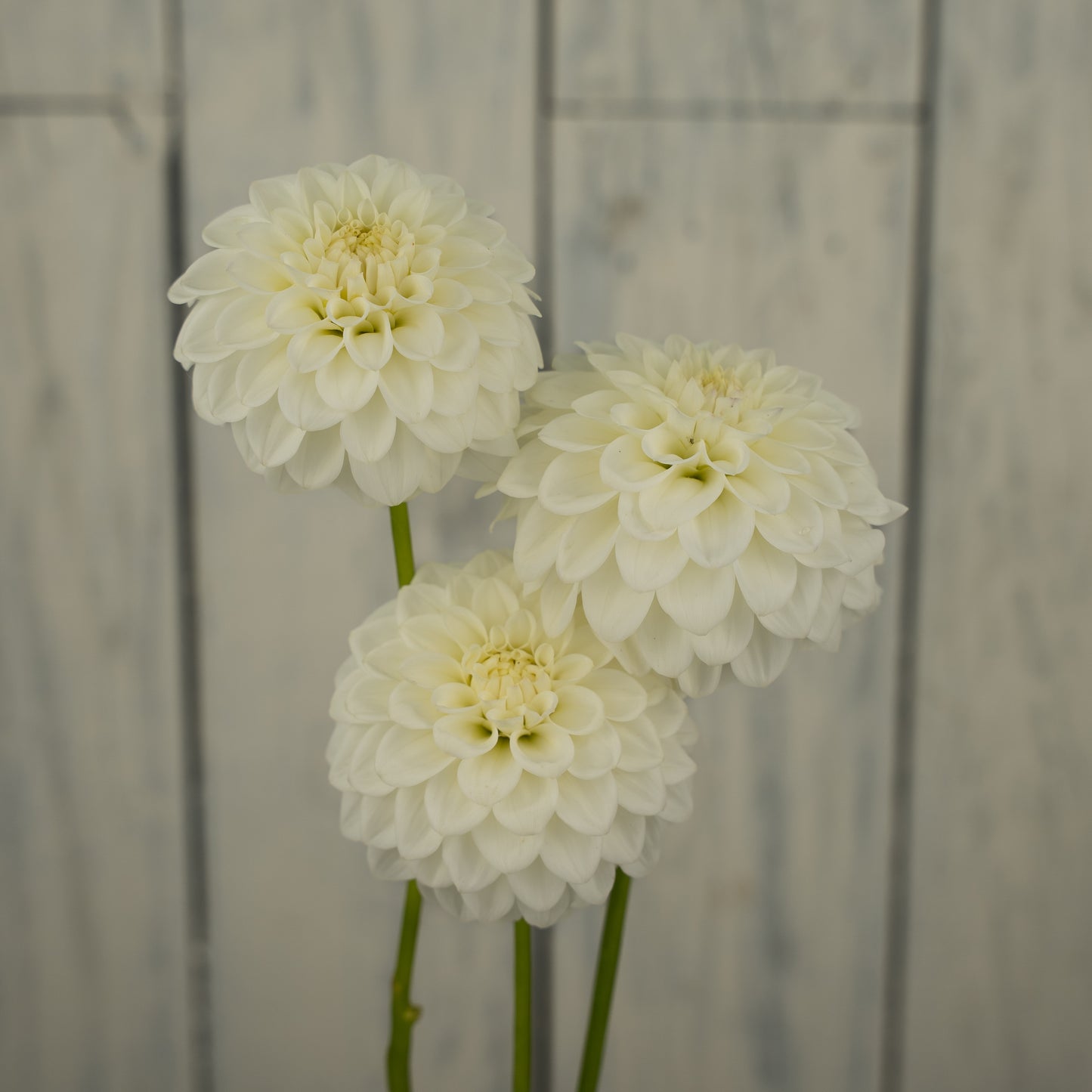 Skipley Swan Song Dahlia Tuber- Coming 2027