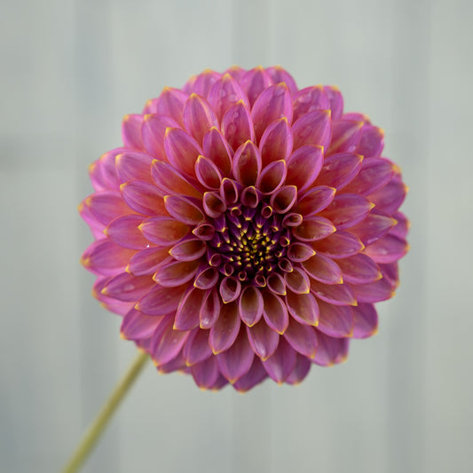 skipley spot of gold dahlia tuber