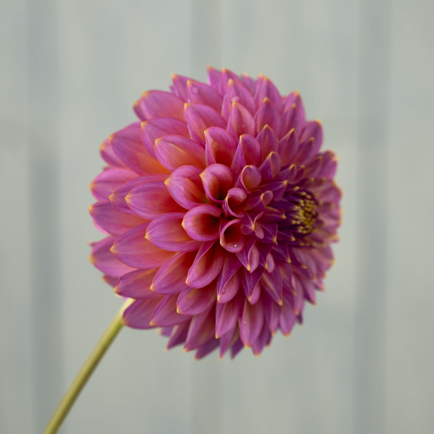 Skipley Spot of Gold Dahlia Tuber- Coming 2026