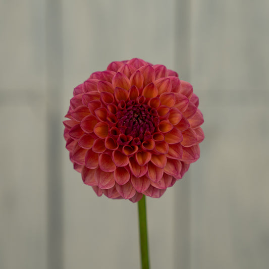 Snoho Doris Dahlia Tuber