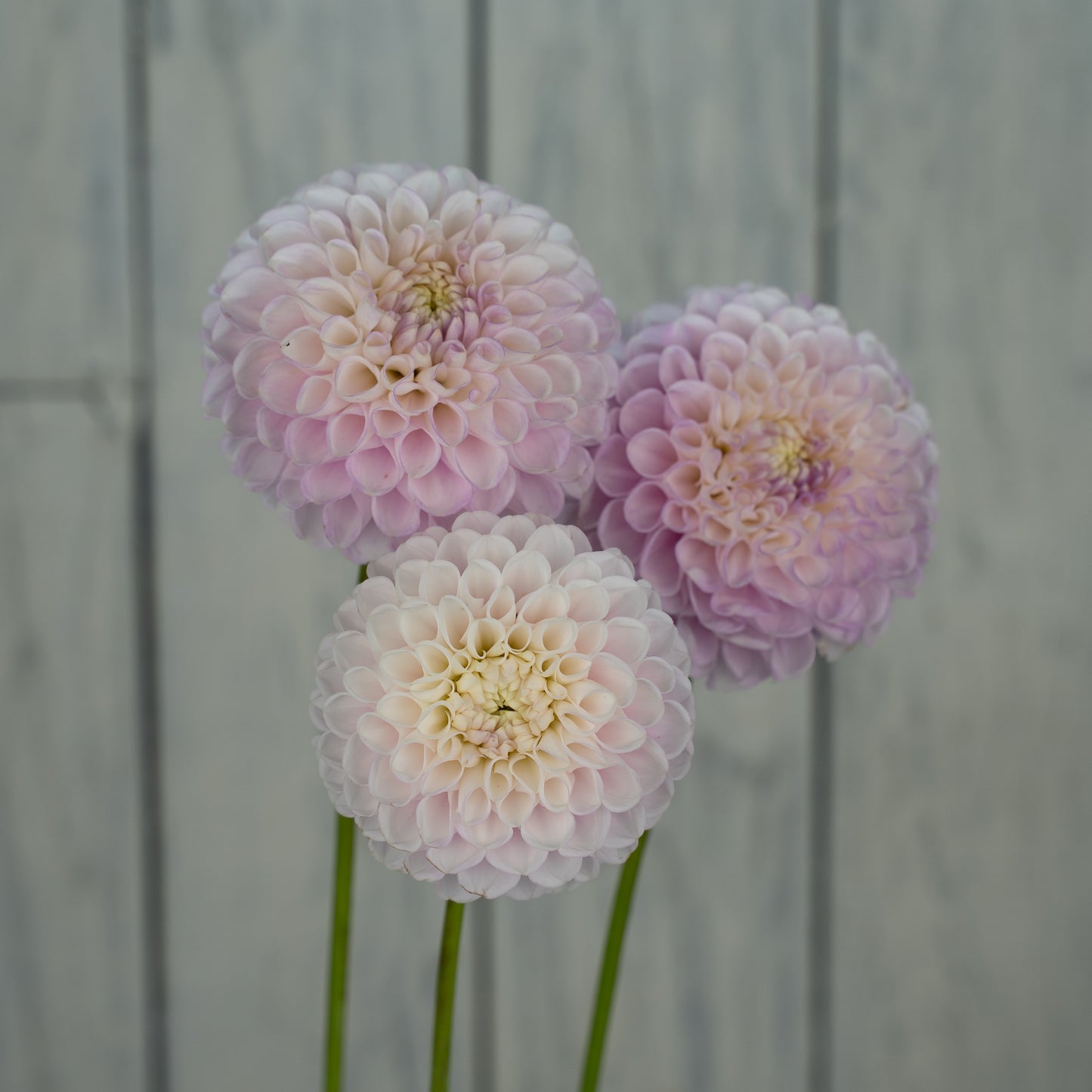 Snoho Sonia Dahlia Tuber