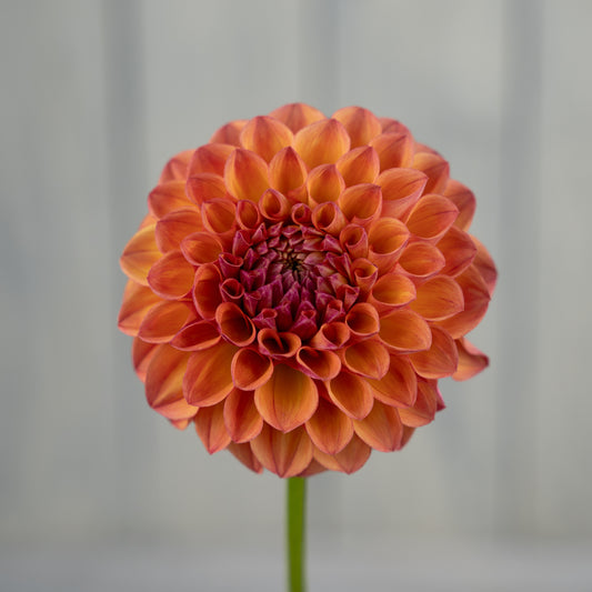 snoho doris dahlia tuber