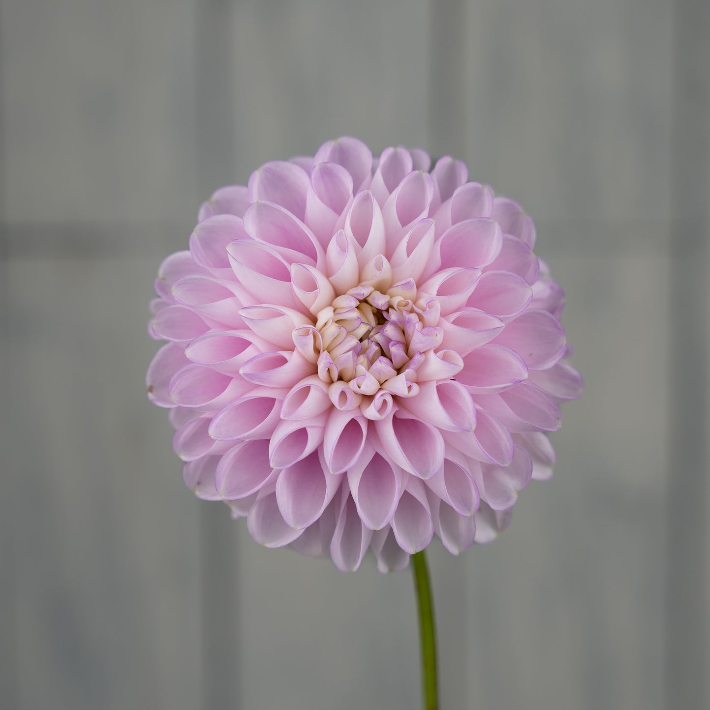 Snoho Sonia Dahlia Tuber