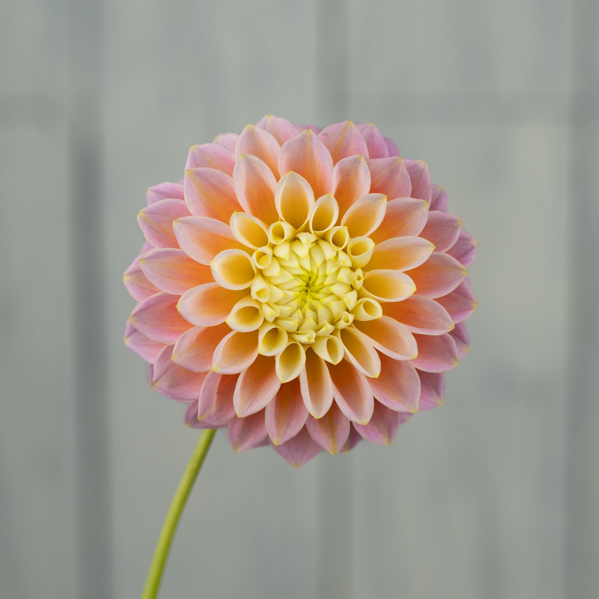 sugartown sunrise dahlia tuber