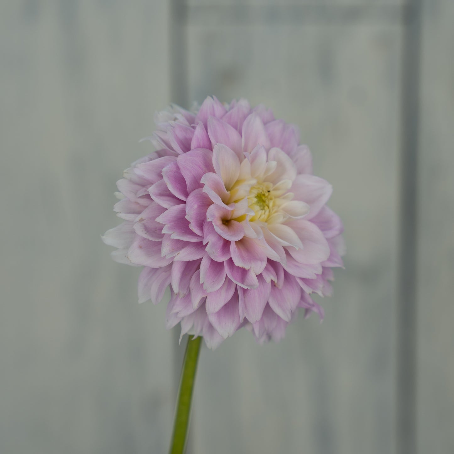 Sweet Love Dahlia Tuber - LIMIT 1