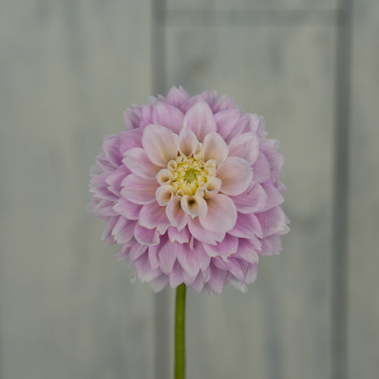 Sweet Love Dahlia Tuber - LIMIT 1