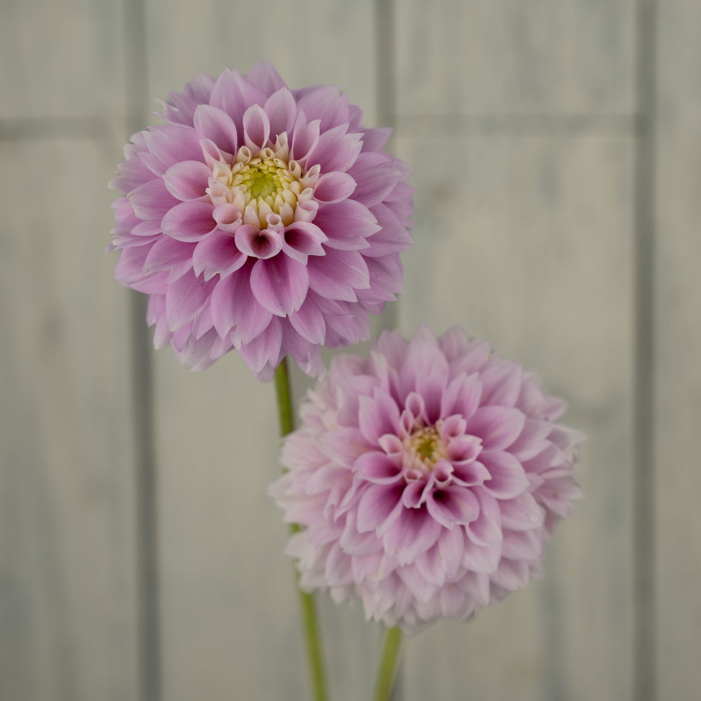 Sweet Love Dahlia Tuber - LIMIT 1