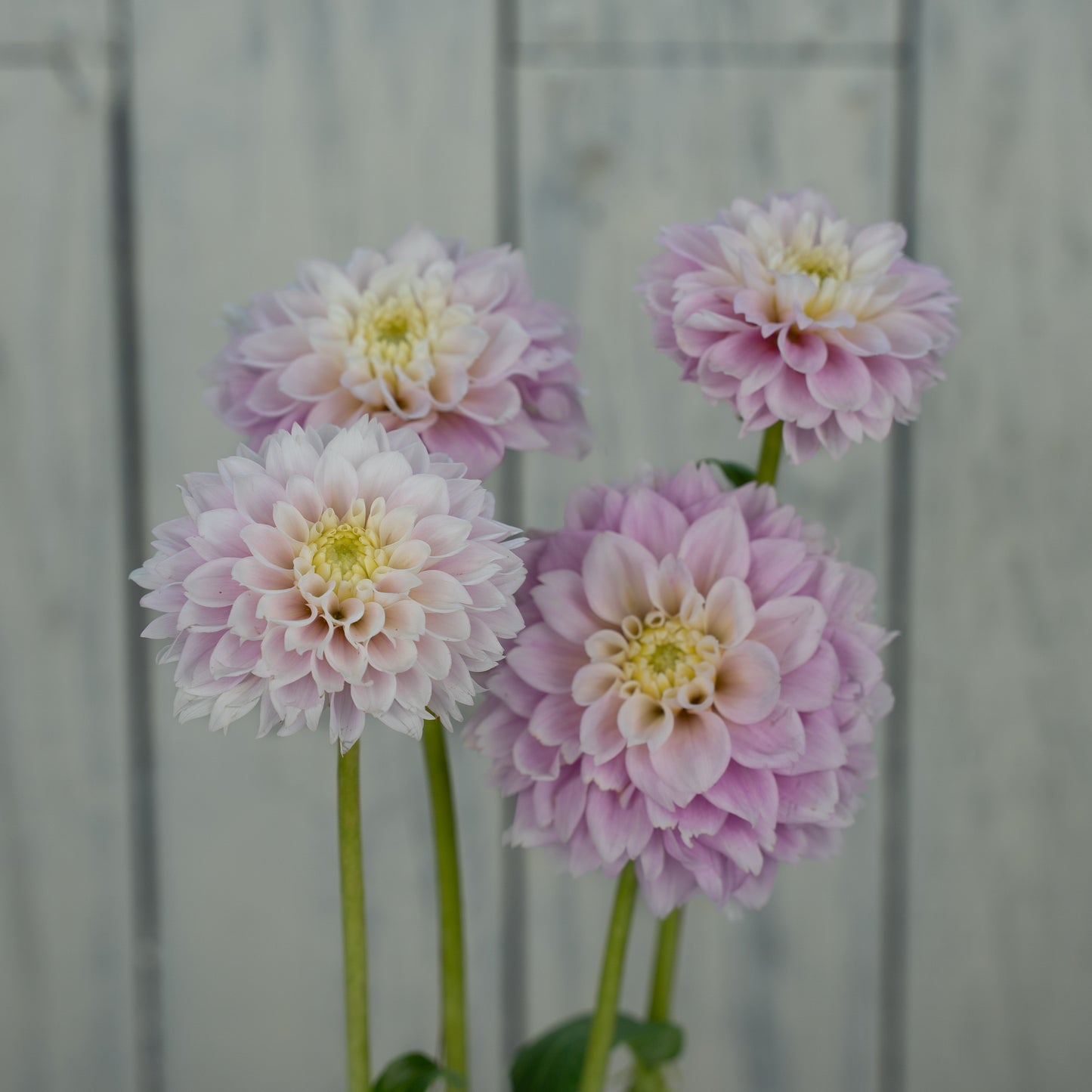 Sweet Love Dahlia Tuber - LIMIT 1