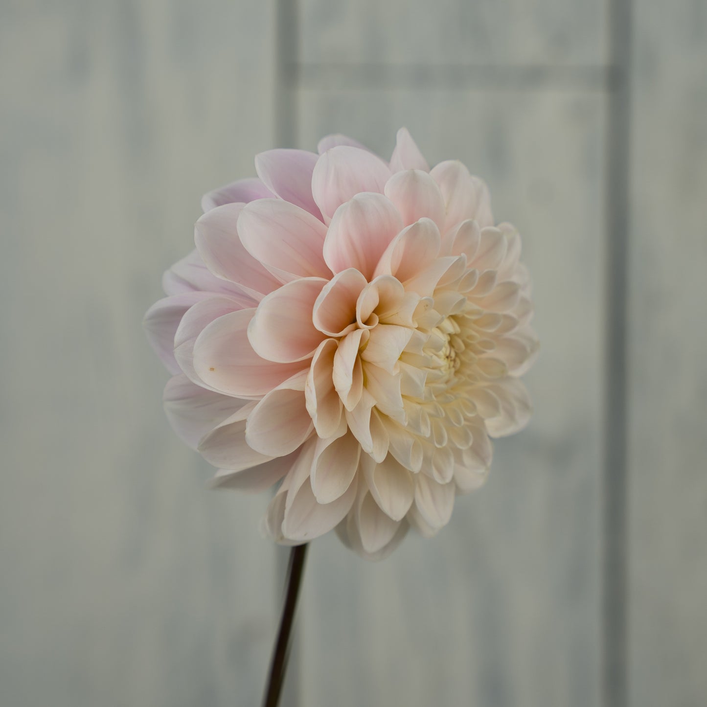 Sweet Nathalie Dahlia Tuber