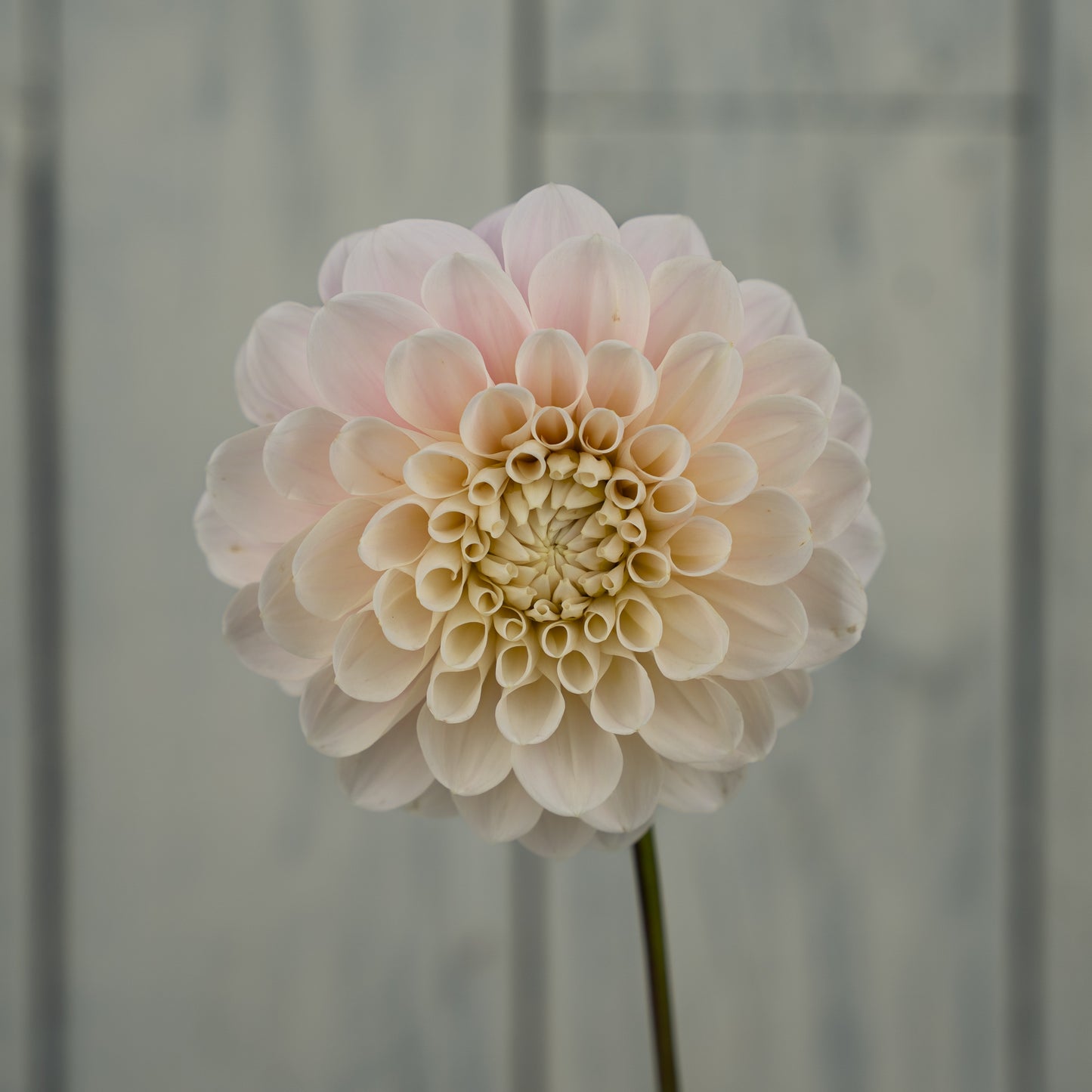 Sweet Nathalie Dahlia Tuber