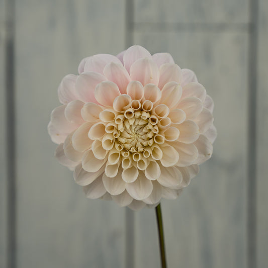 Sweet Nathalie Dahlia Tuber