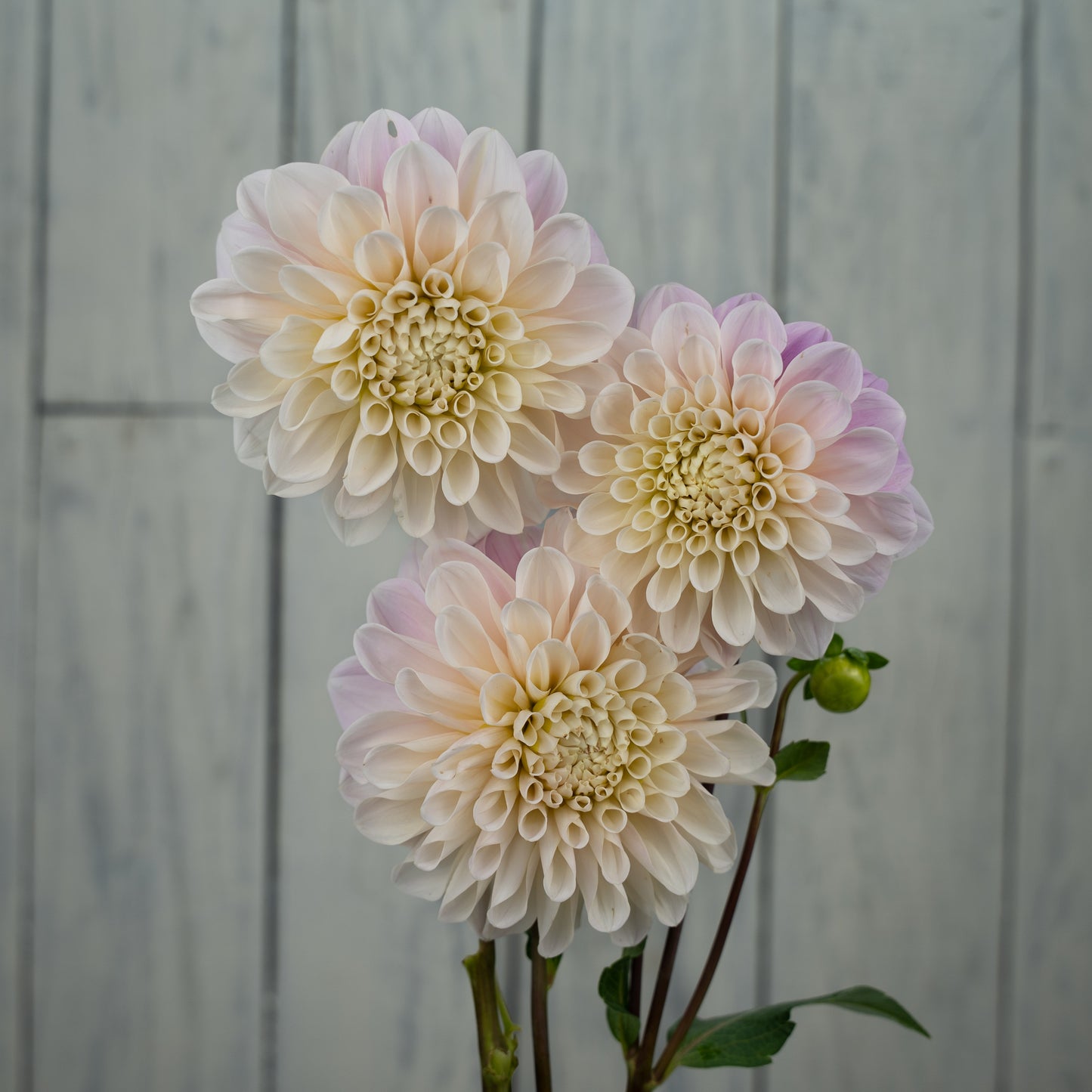 Sweet Nathalie Dahlia Tuber