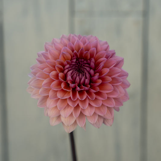 Sweet Sanne Dahlia Tuber- LIMIT 1