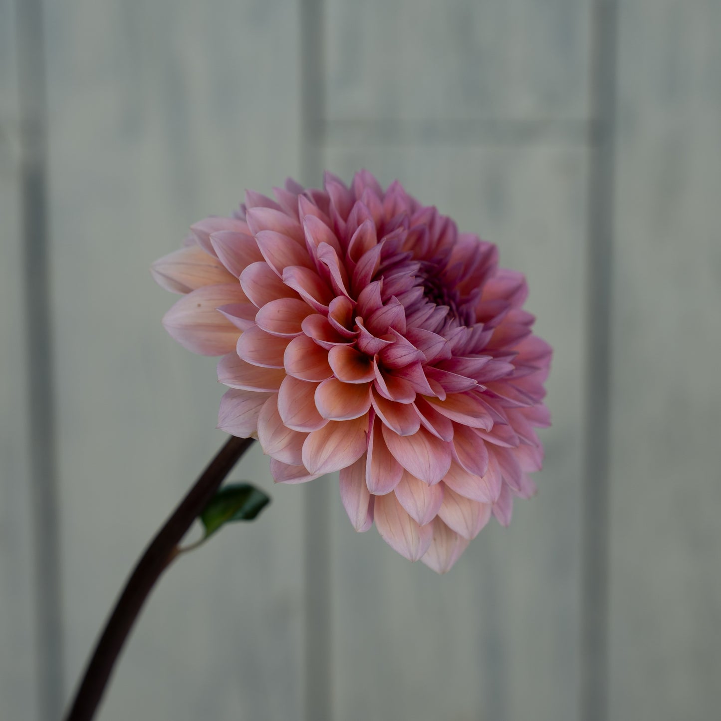 Sweet Sanne Dahlia Tuber- LIMIT 1