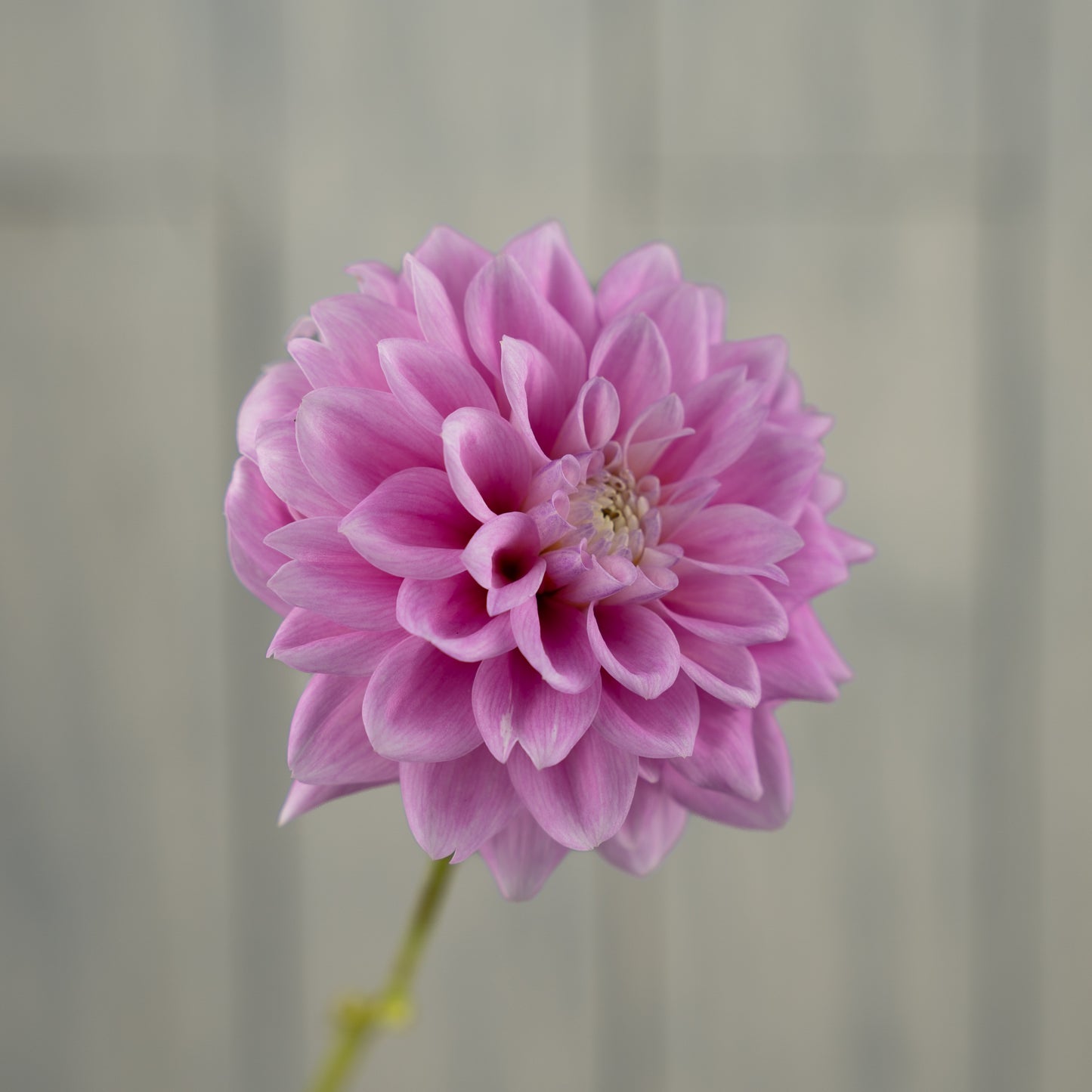 Sweet Love Dahlia Tuber - LIMIT 1