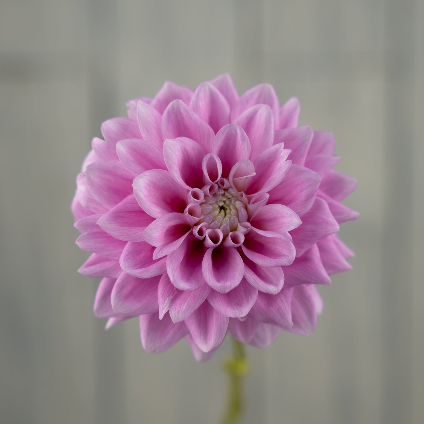 Sweet Love Dahlia Tuber - LIMIT 1