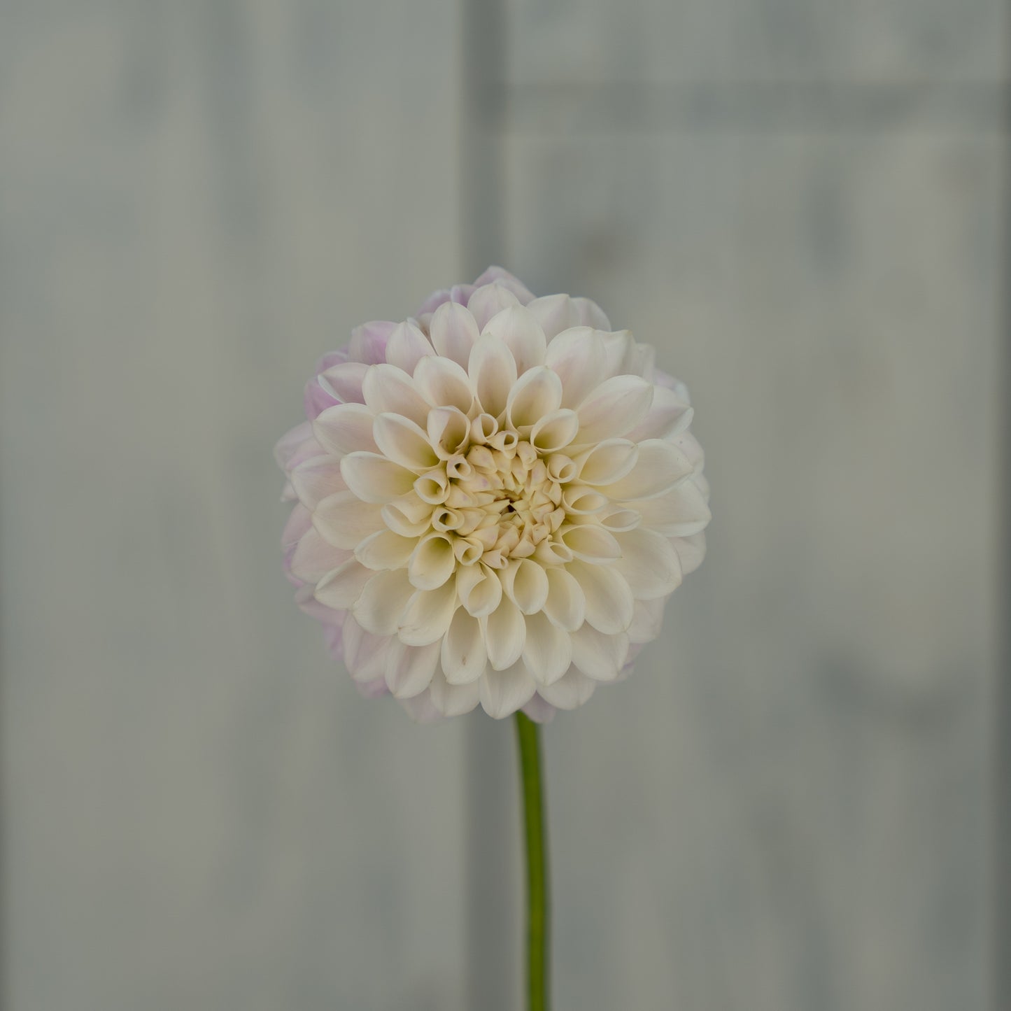 Tahoma Kelli- Potted Dahlia Plant