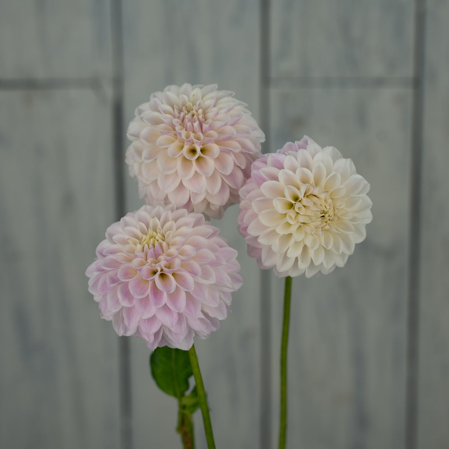 Tahoma Kelli- Potted Dahlia Plant