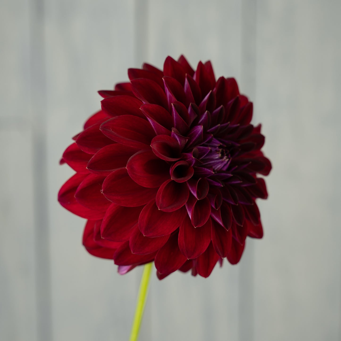 Tahoma Velvet Dahlia Tuber- Coming 2026