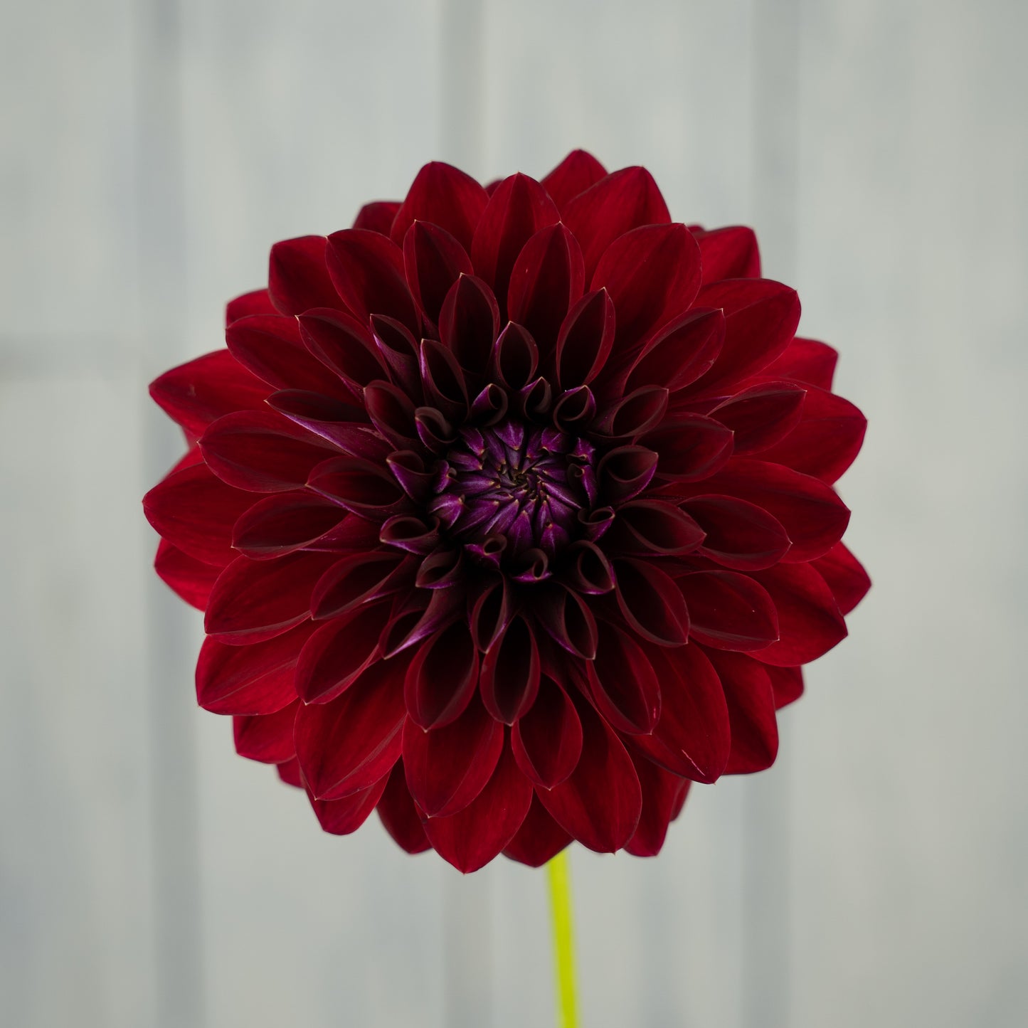 Tahoma Velvet Dahlia Tuber- Coming 2026