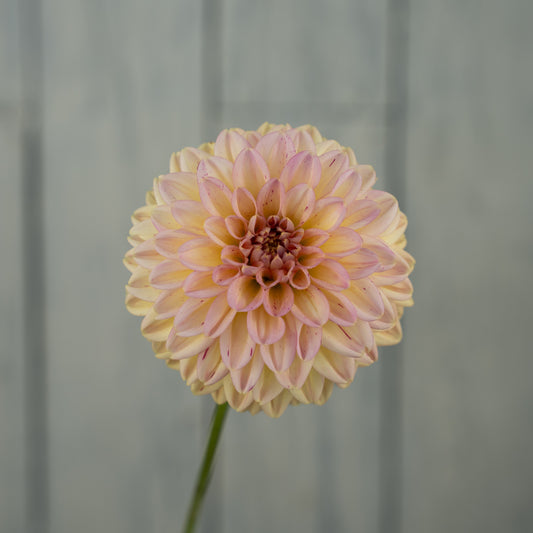 Valley Tawny Dahlia Tuber