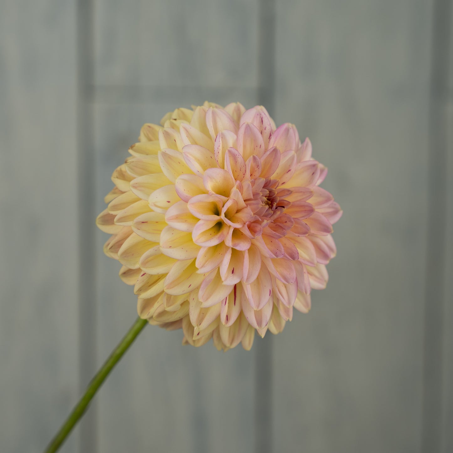 Valley Tawny Dahlia Tuber