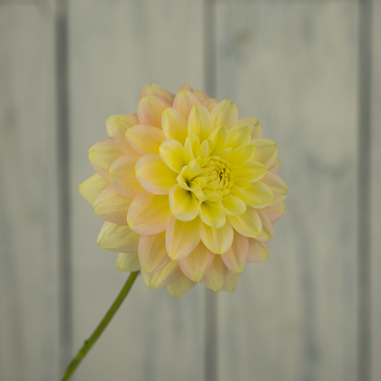 Verkist Tranquility Dahlia Tuber