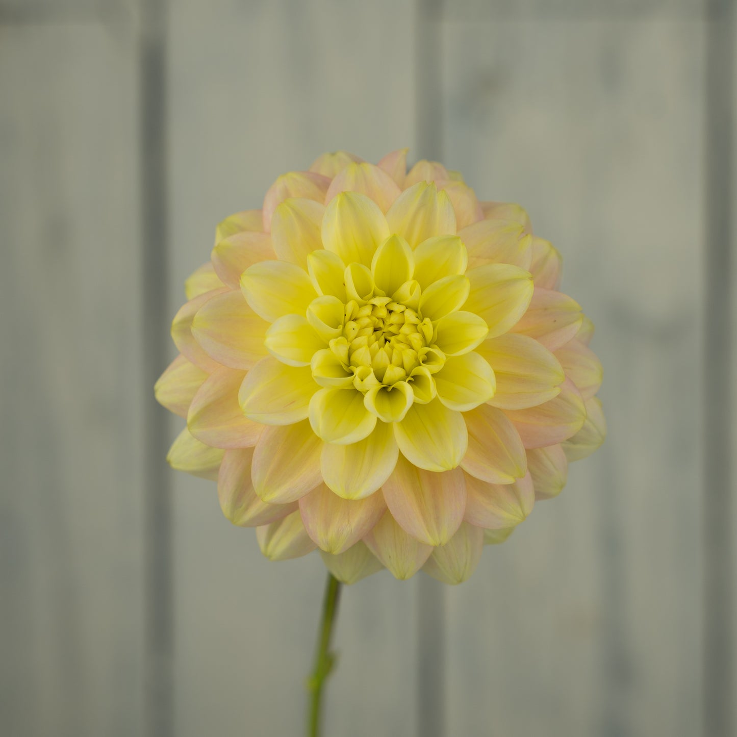 Verkist Tranquility Dahlia Tuber