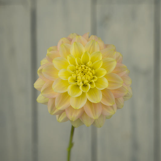 Verkist Tranquility Dahlia Tuber