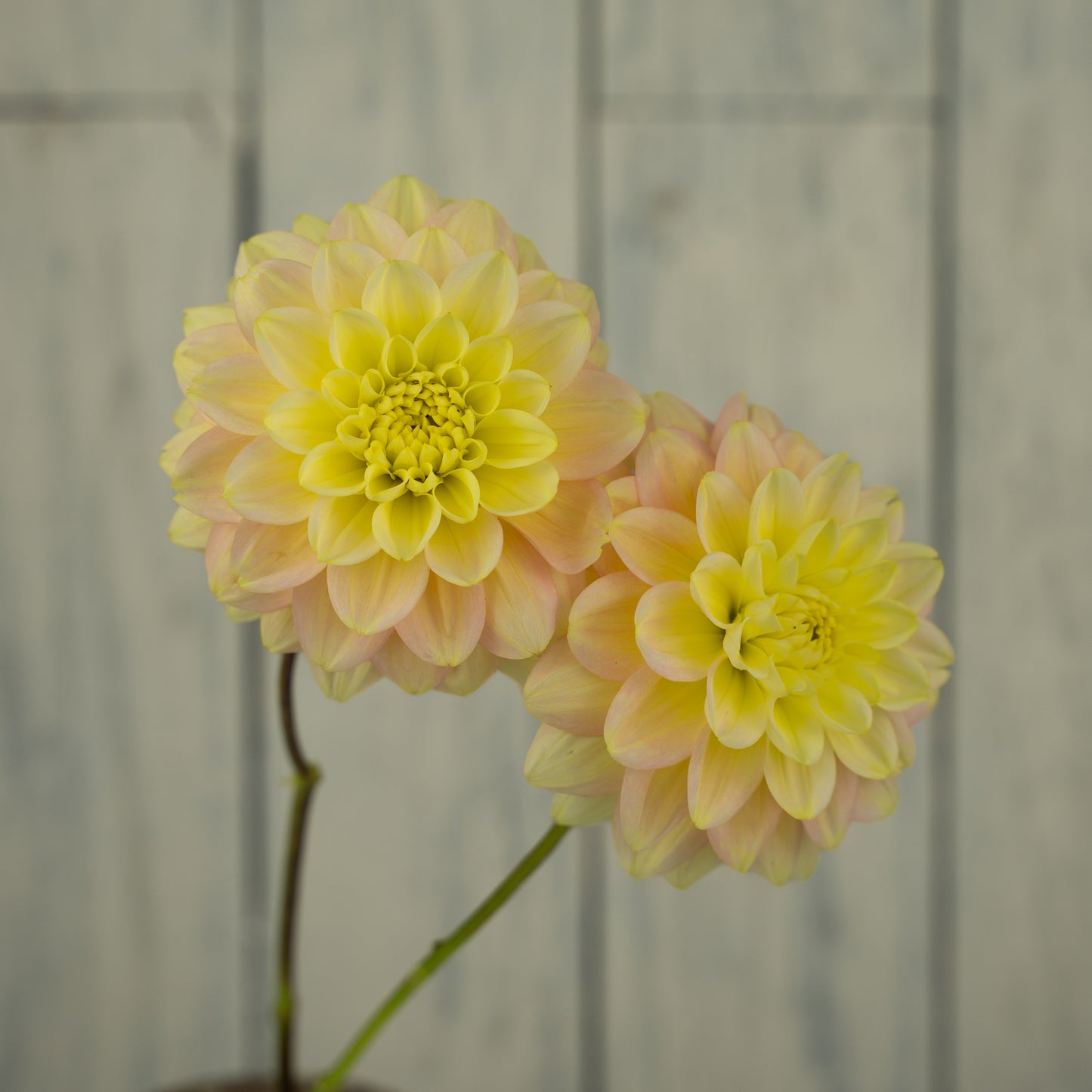 Verkist Tranquility Dahlia Tuber