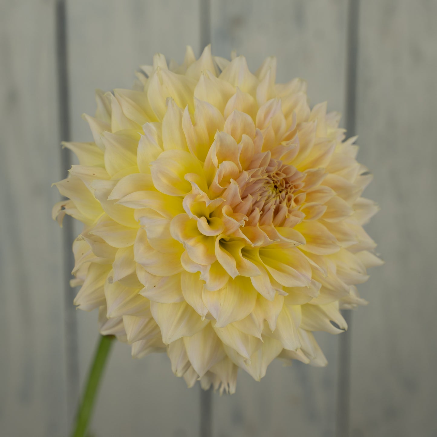 Westerton Lillian Dahlia Tuber