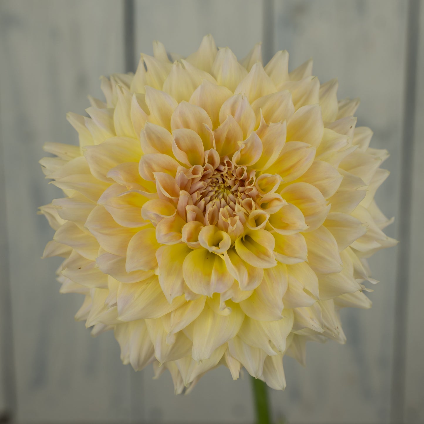 Westerton Lillian Dahlia Tuber