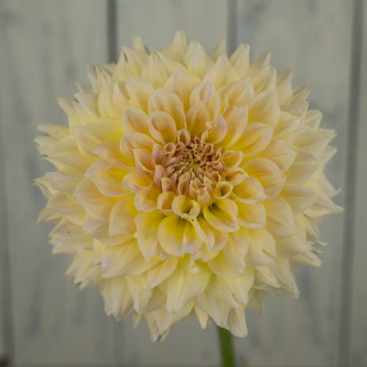 Westerton Lillian Dahlia Tuber