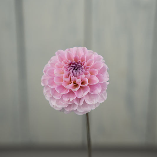 Wizard of Oz Dahlia Tuber
