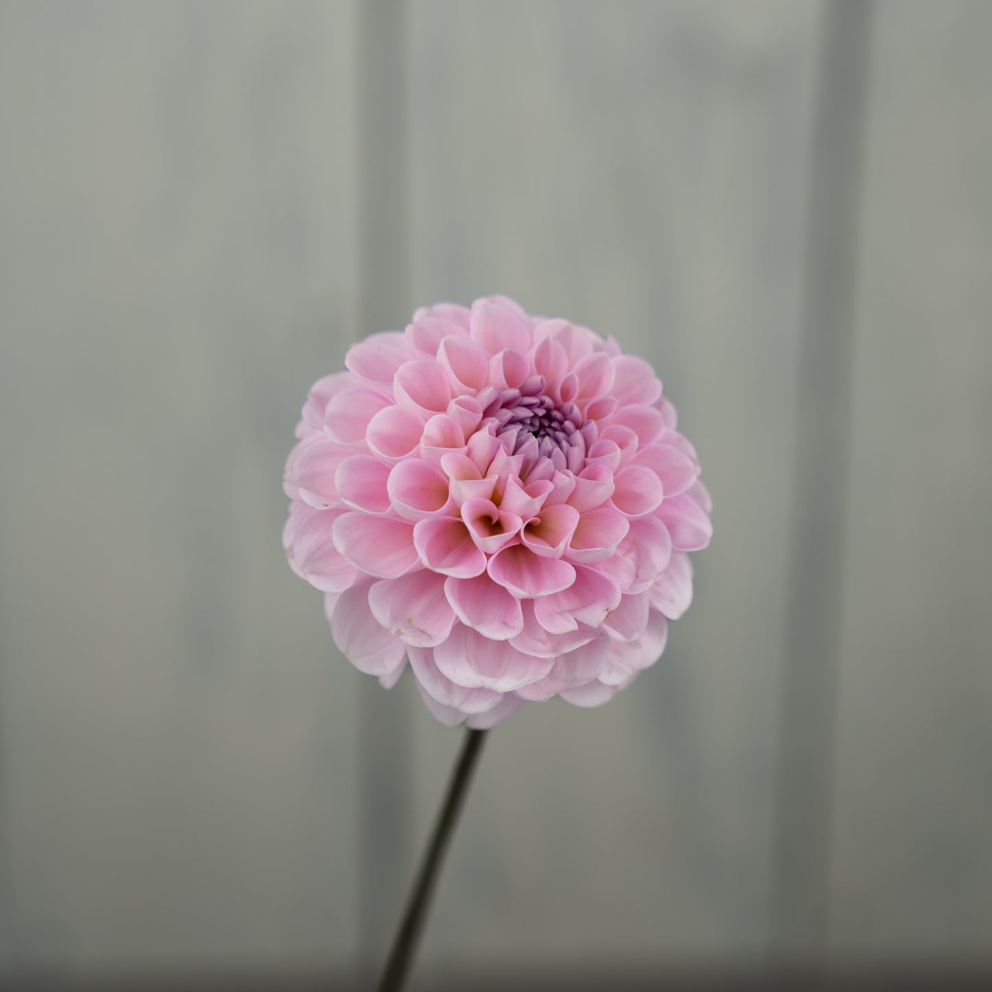 Wizard of Oz Dahlia Tuber