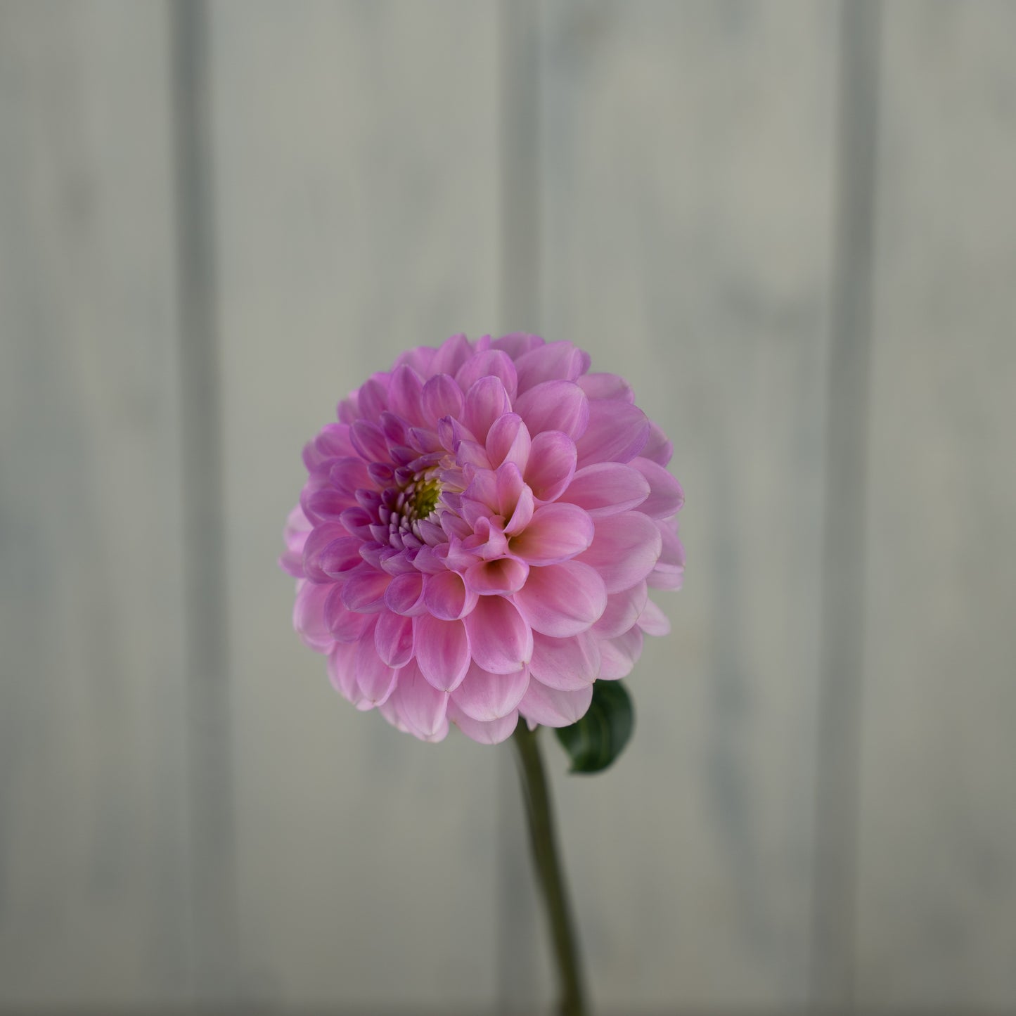 Wizard of Oz Dahlia Tuber