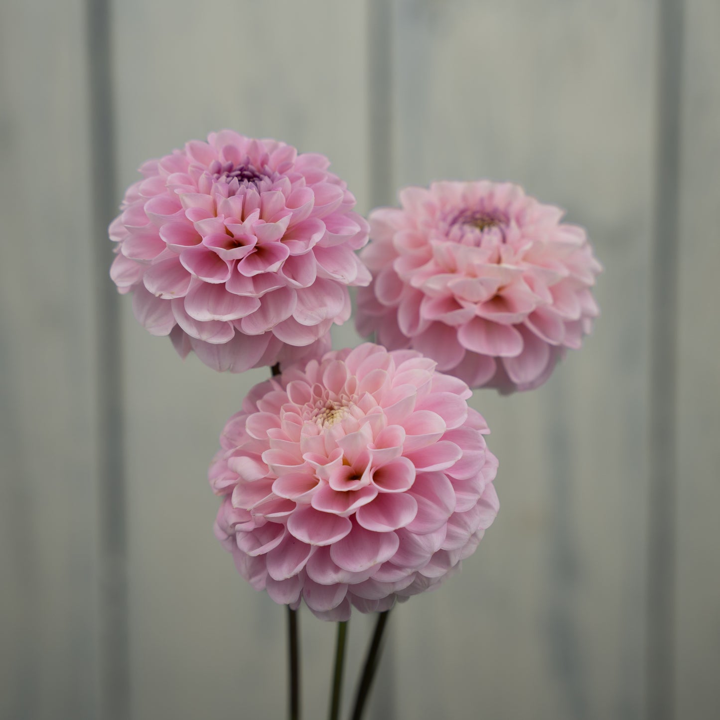 Wizard of Oz Dahlia Tuber