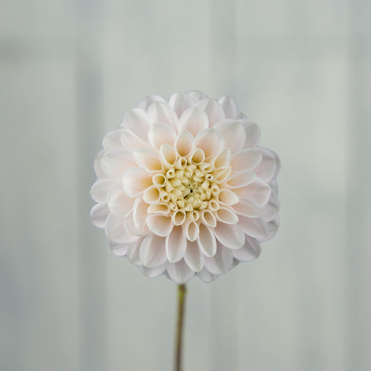 wizard of oz dahlia tuber