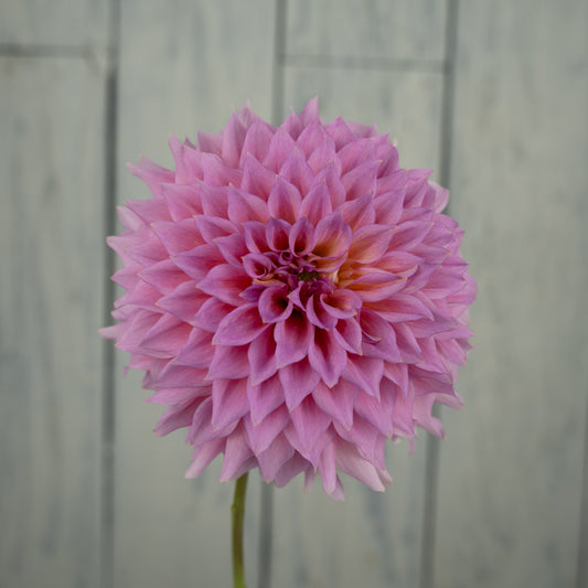 Wyn's Pink Pearl Dahlia Tuber- LIMIT 1