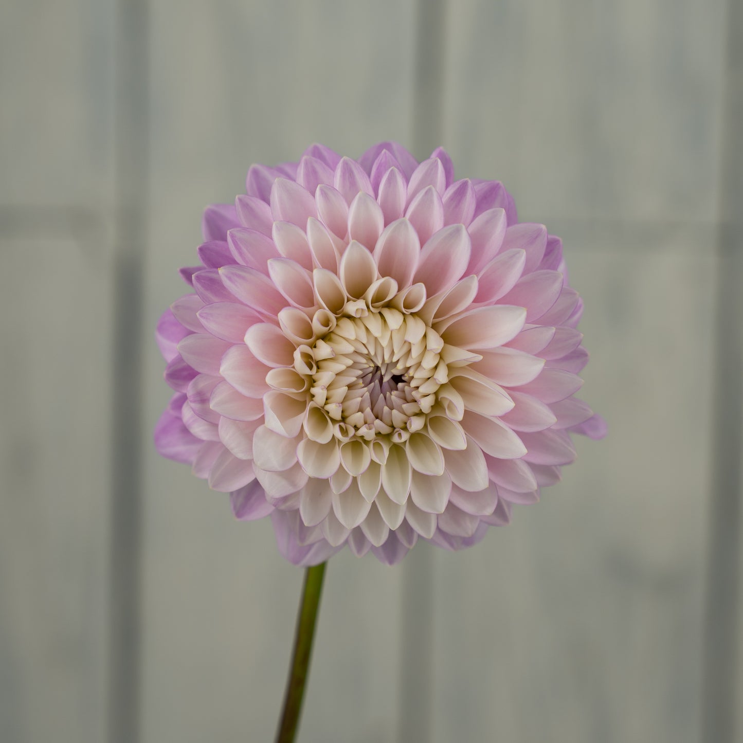 Zebrano Dahlia Tuber- LIMIT 1