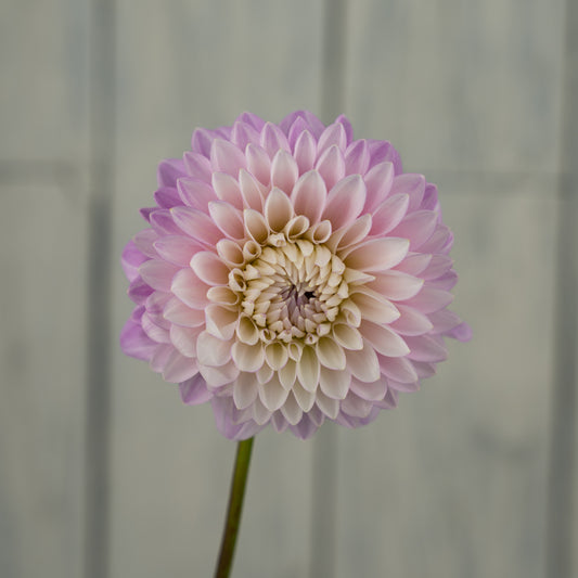 Zebrano Dahlia Tuber- LIMIT 1